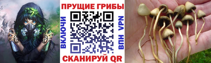 Псилоцибиновые грибы GOLDEN TEACHER  Лысково 